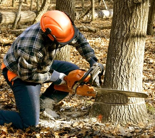 Tree Removal in Fort Monroe, VA